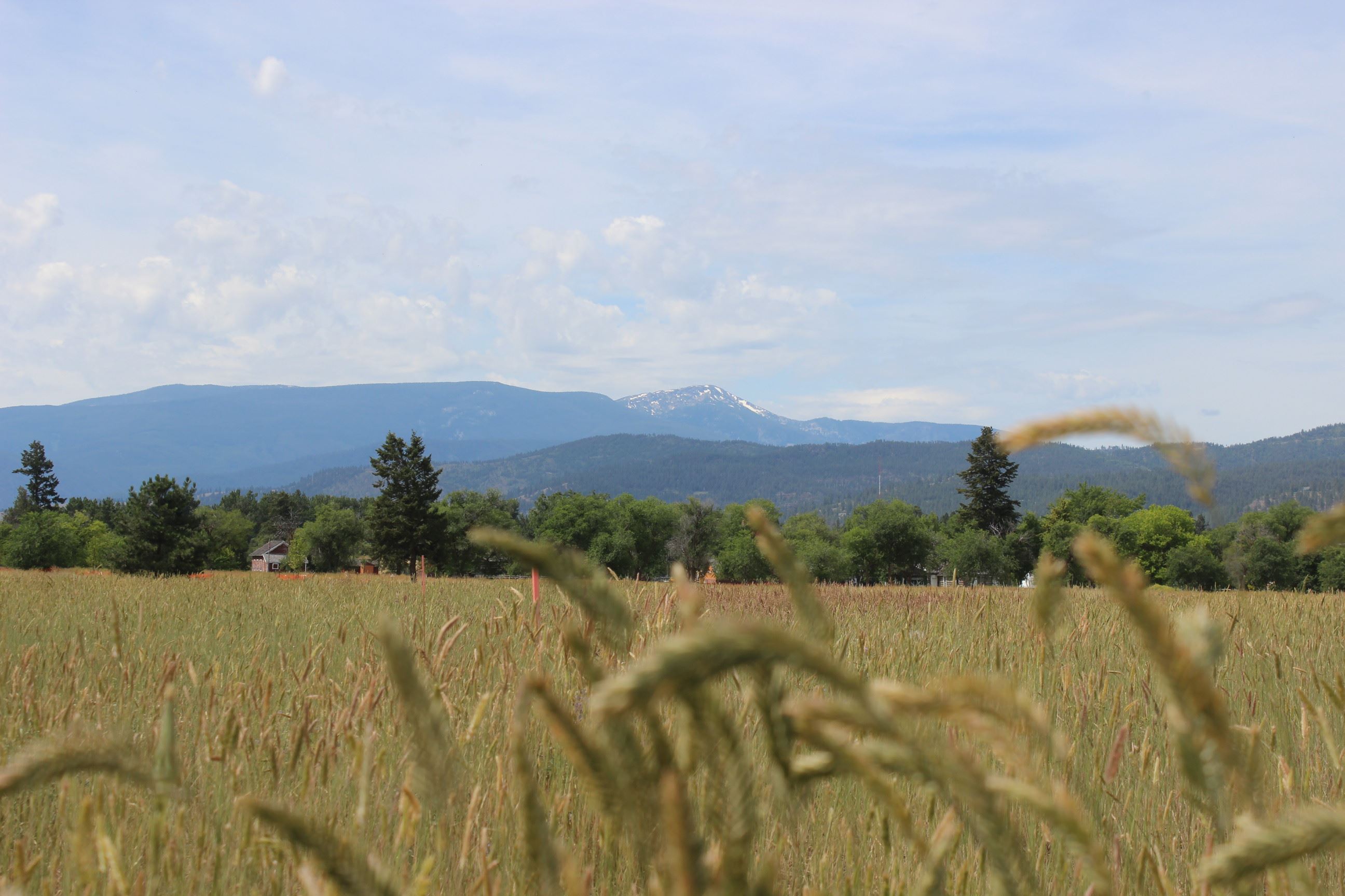 Field with mountains in the background